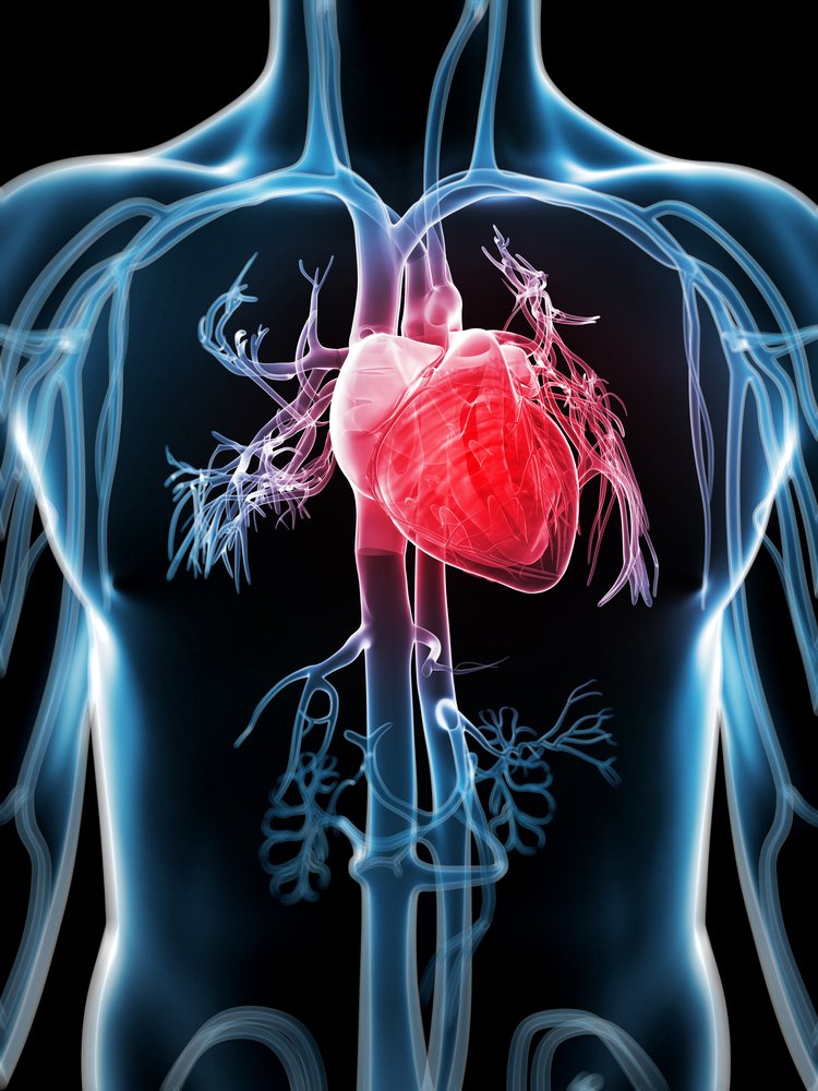 L-Carnitine- Its effect on heart