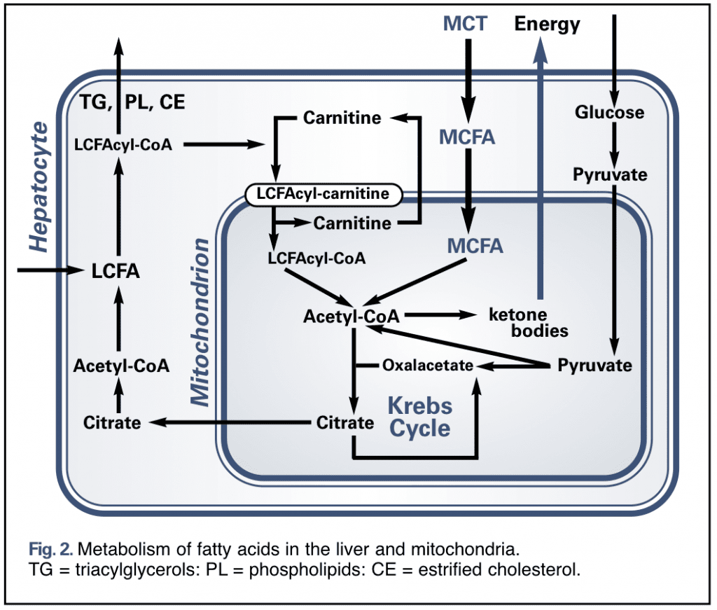 mode of action of MCT's