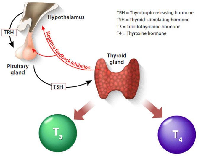 Know About How To Manage Our Thyroid Level Liv Healthy Life