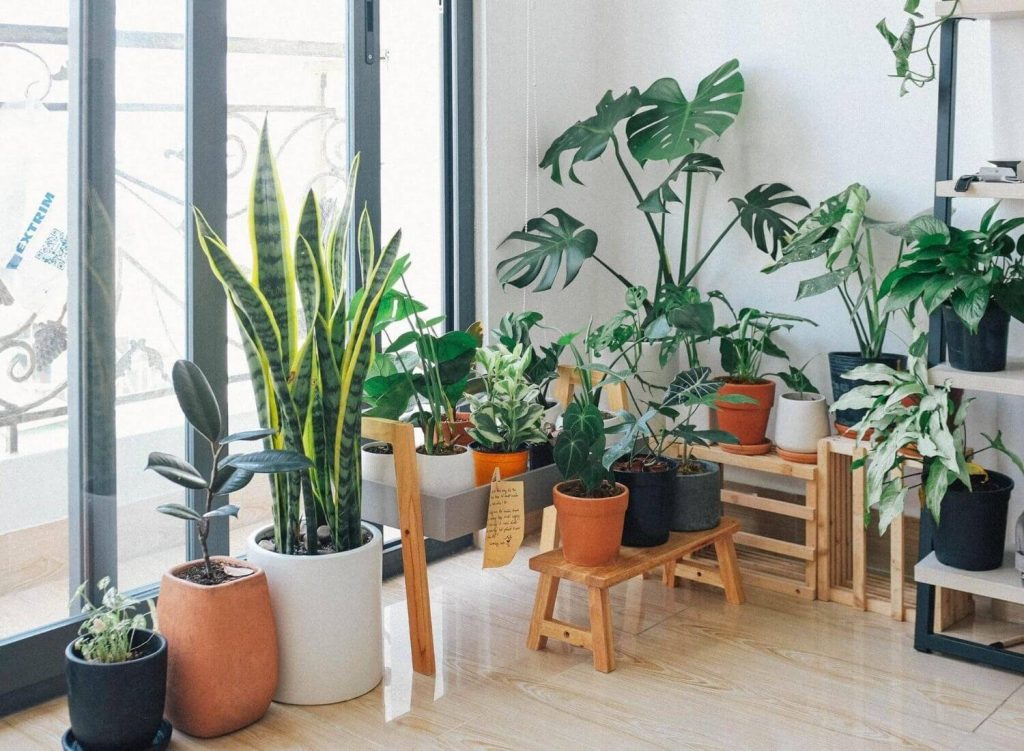 7 Most Excellent Indoor Houseplants To Refresh Your Home