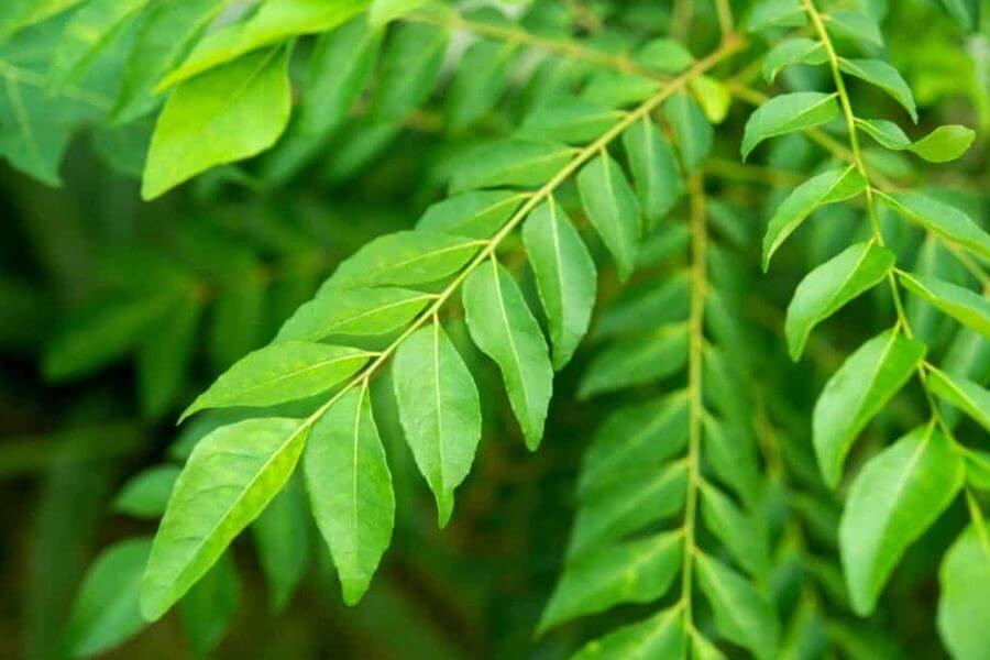 Curry Leaves - Rich Source Of Nutrients