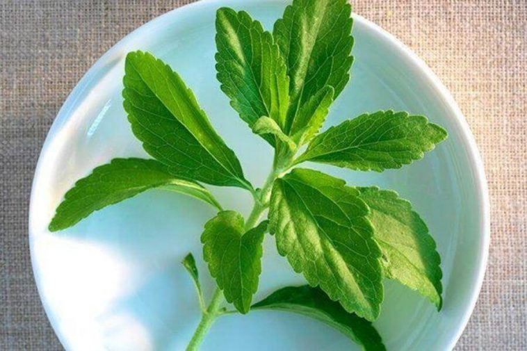 Stevia A Natural Sweetener And Its 7 Health Benefits Liv Healthy Life
