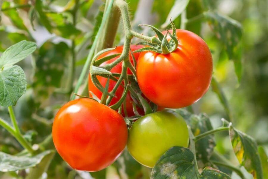 Tomatoes Have A Powerful Antioxidant.