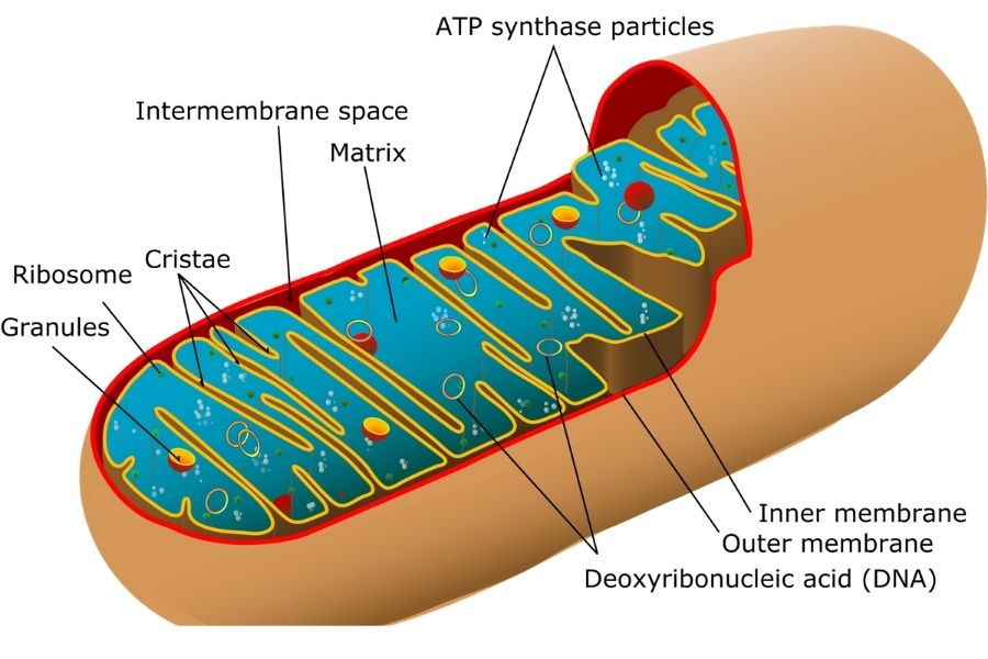 Anatomy Of Mitochondria