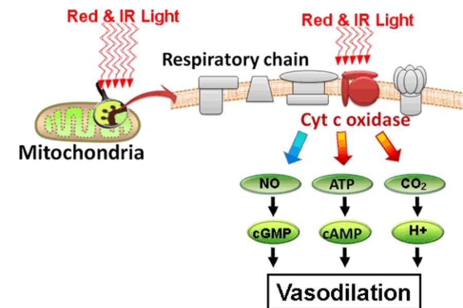 Vasodilation