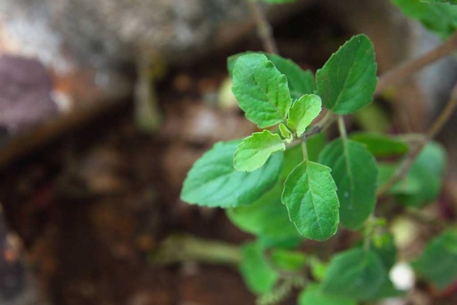 Tulsi