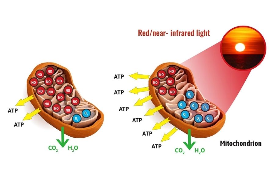 Mitochondria