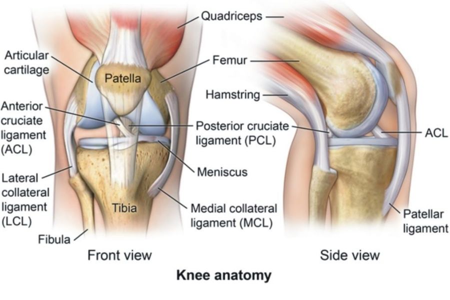 Physiology Of The Knee