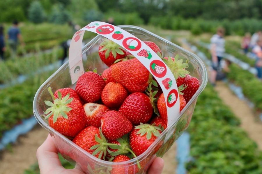 Strawberries Regulate Blood Sugar