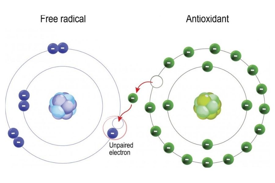 What Are Free Radicals?