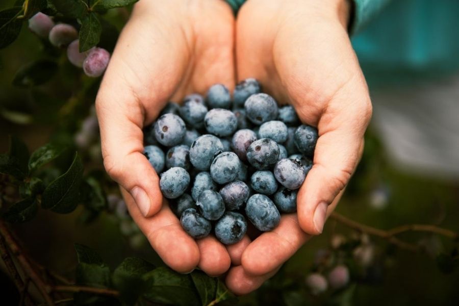 Blueberries And Heart Ailments