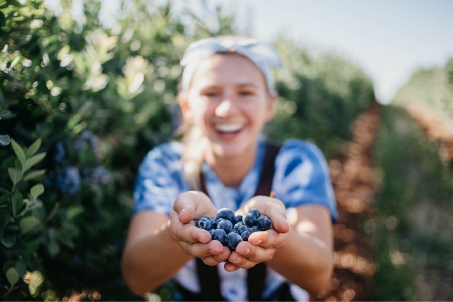 Blueberries And Mental Health