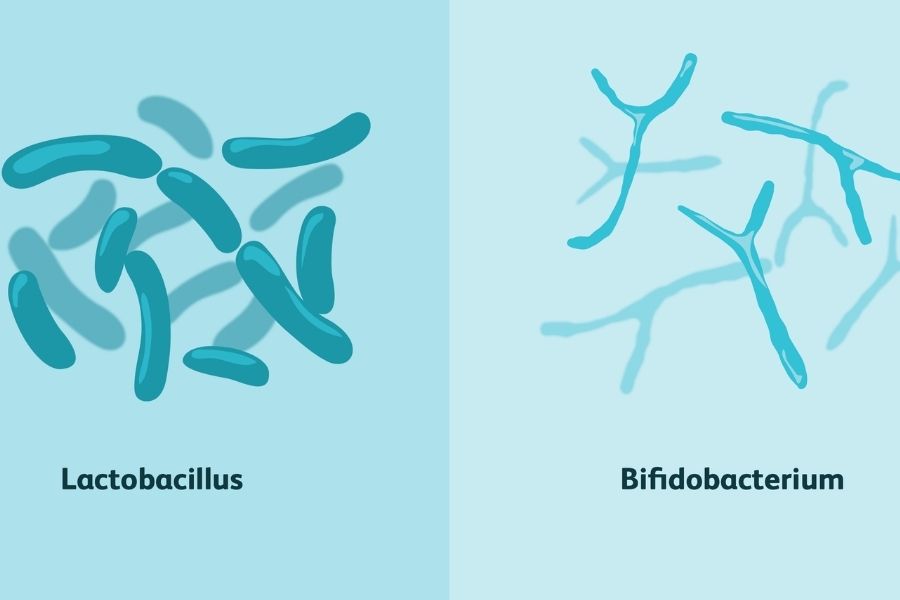 Common Strains Of Probiotics