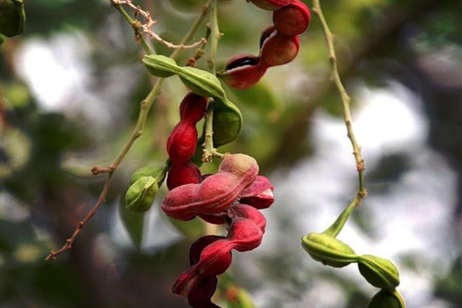 Jangali Jalebi (Pithecellobium dulce)