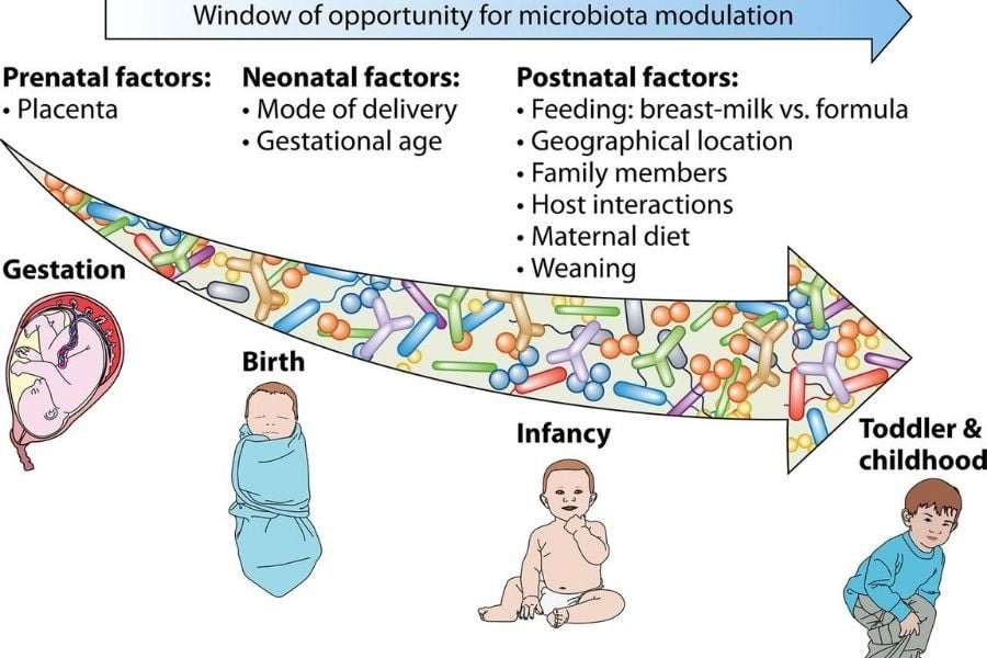 Establishment Of Gut Microbiota