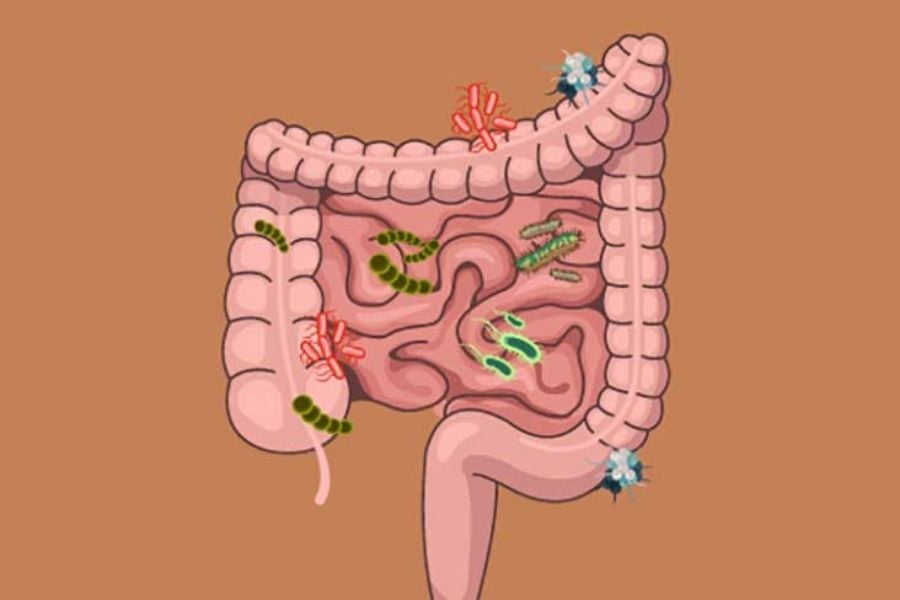 Benefits Of Gut Microbiota