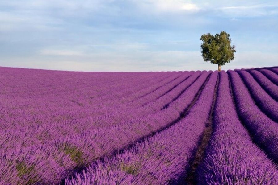 Pros and Cons of Using Lavender