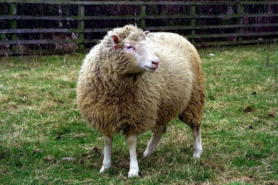 dolly the sheep- clone