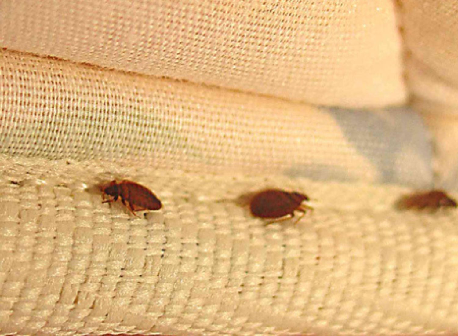 Ways To Avoid Hotel Bed Bugs